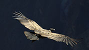 Condor.